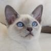 zeldakitcat